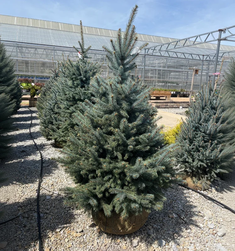 alsipnursery23458971
