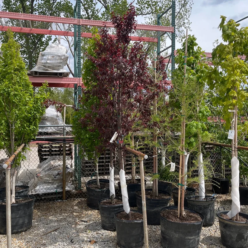 alsipnursery23459033