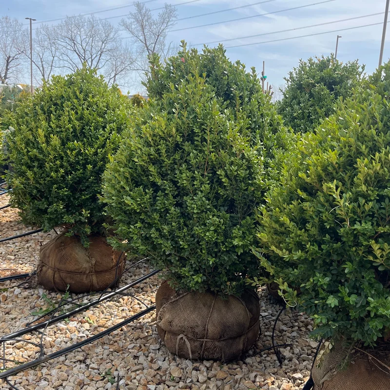 alsipnursery23459163
