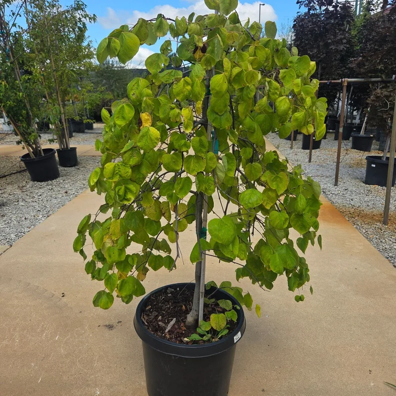 alsipnursery23459209