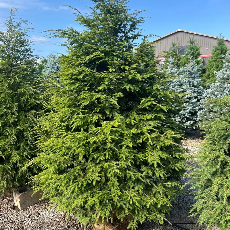 alsipnursery23459348