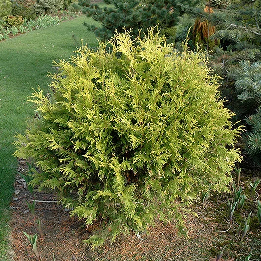 alsipnursery23459513