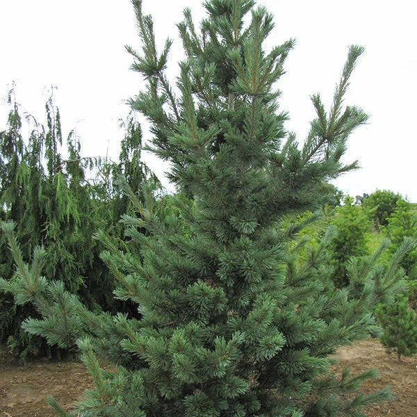 alsipnursery23459547