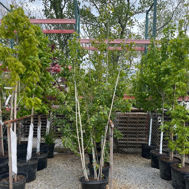 alsipnursery23459751