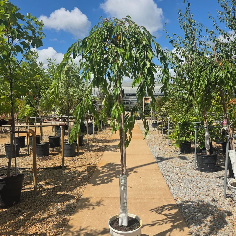 alsipnursery23459789