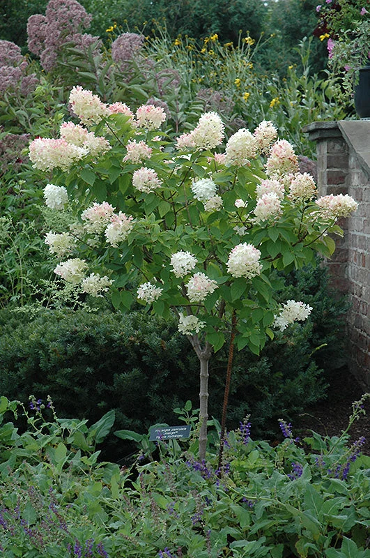 alsipnursery23459822