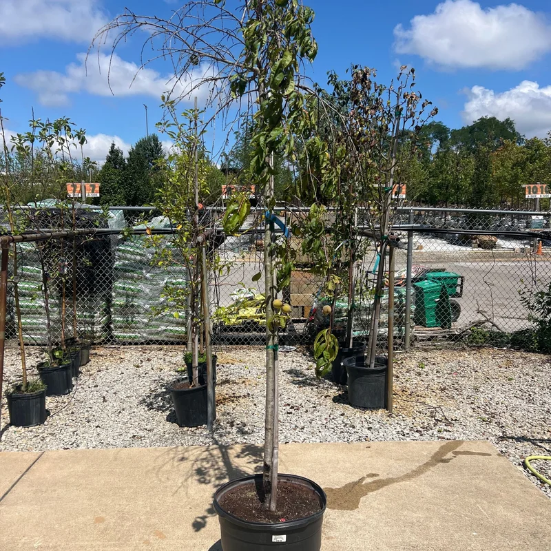 alsipnursery23459867