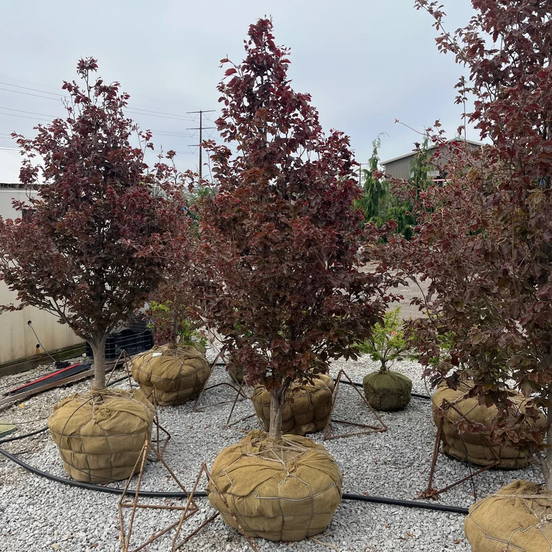 alsipnursery23460218