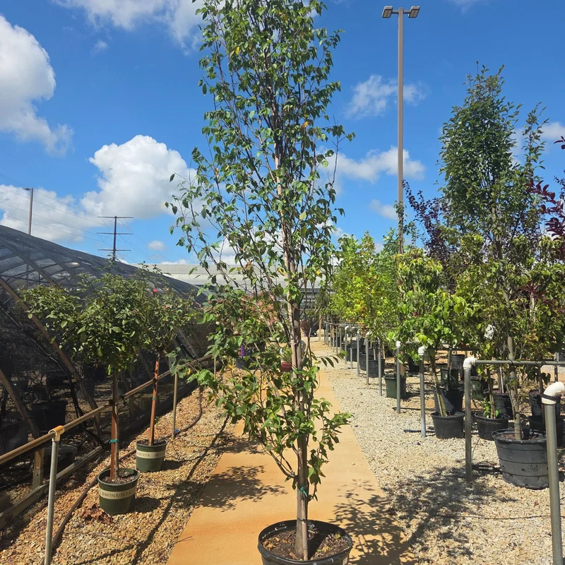 alsipnursery23460530