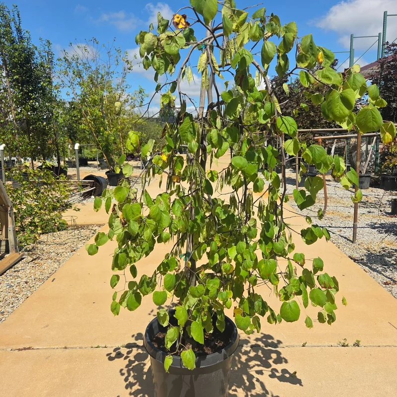 alsipnursery23460577