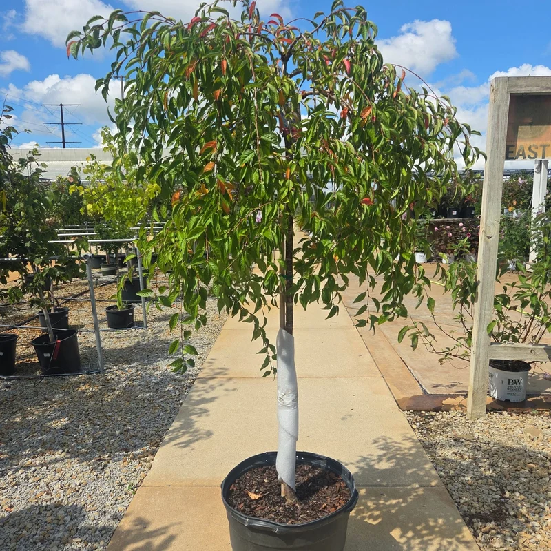alsipnursery23460800