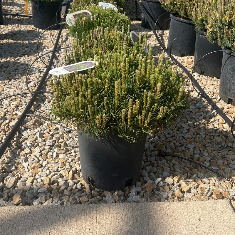 alsipnursery23460881