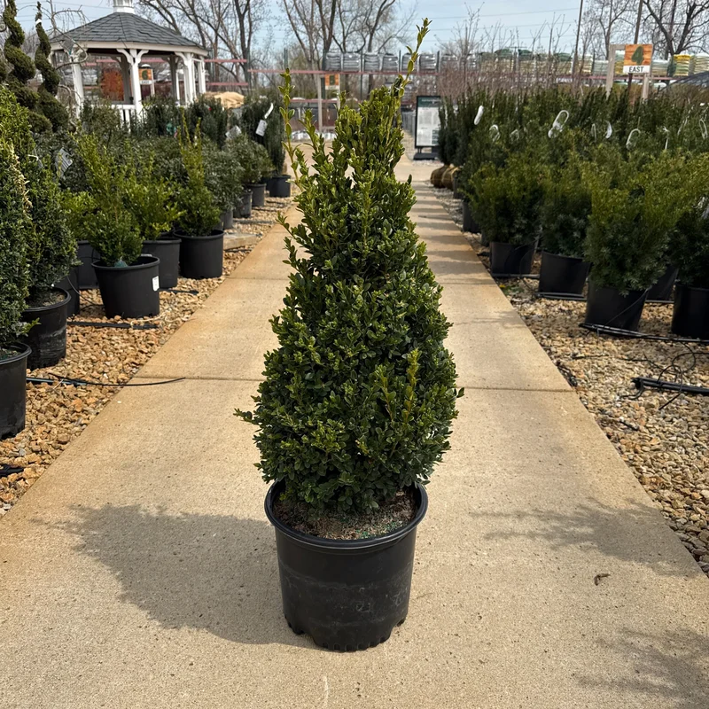 alsipnursery23460927