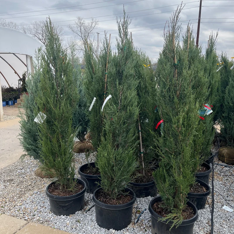 alsipnursery23461142