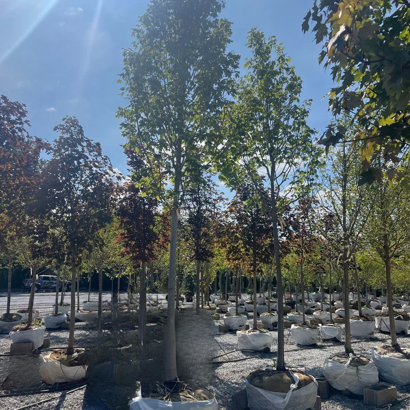 alsipnursery23461181