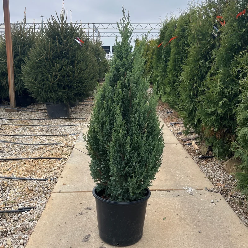 alsipnursery23461386