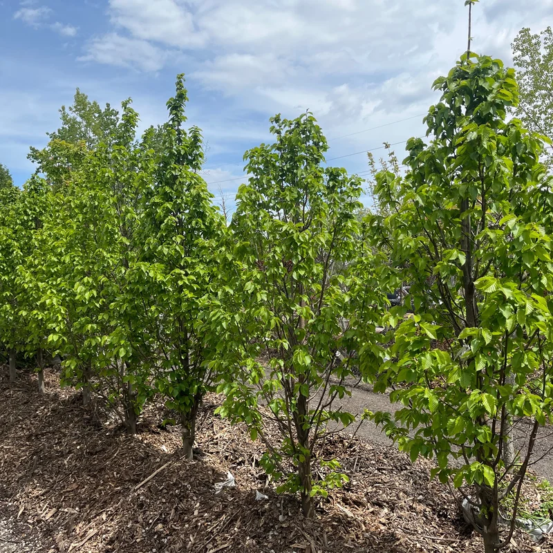 alsipnursery23461880