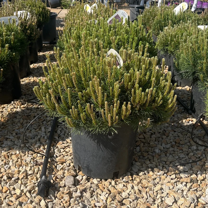 alsipnursery23461927