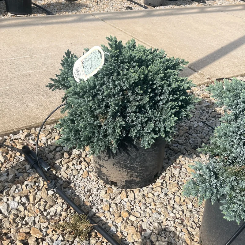 alsipnursery23462007