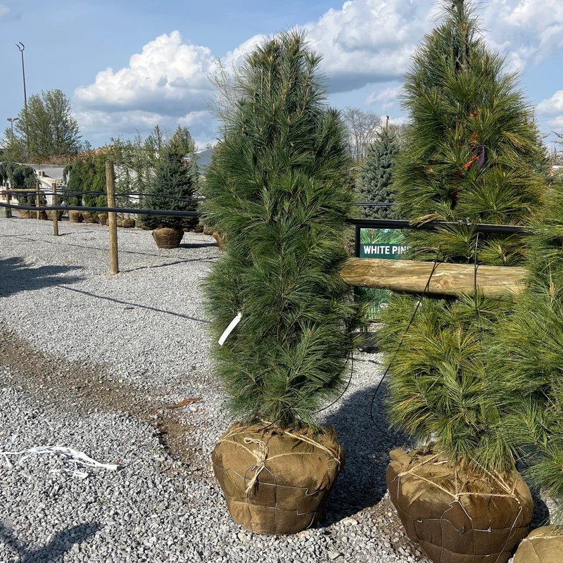 alsipnursery23462558