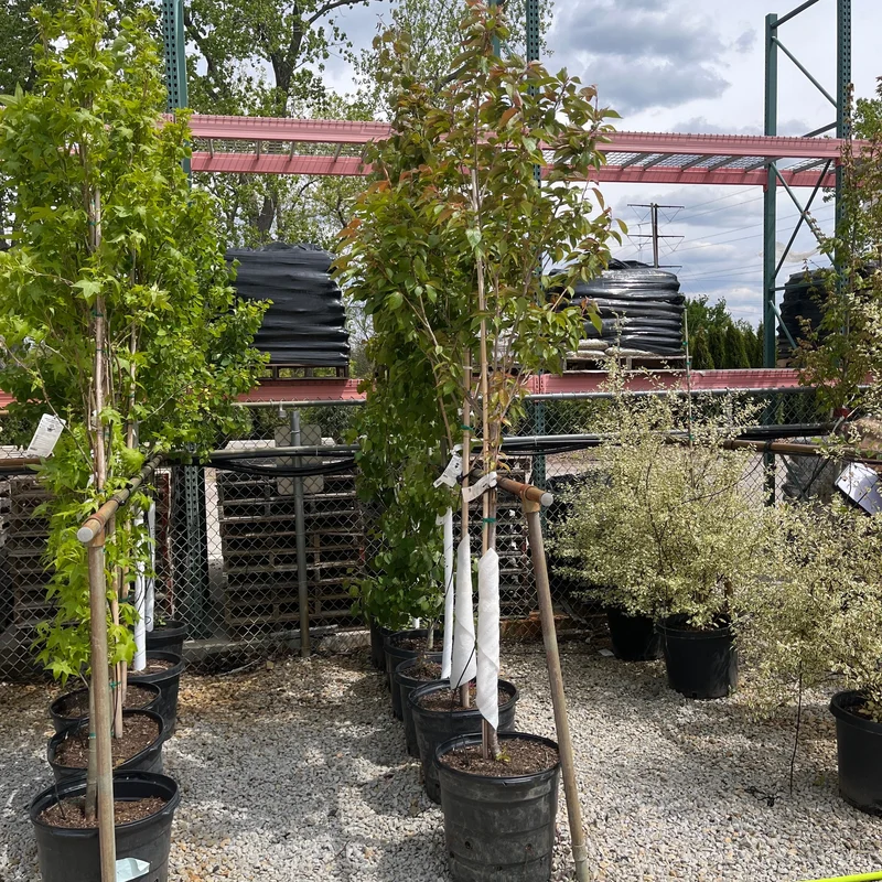 alsipnursery23462653