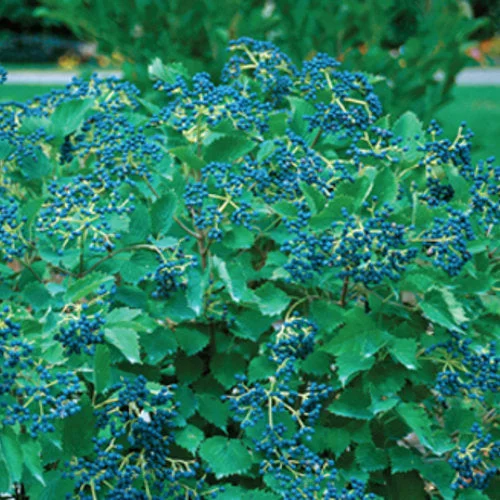 alsipnursery23463103