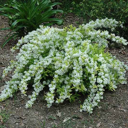 alsipnursery23463145