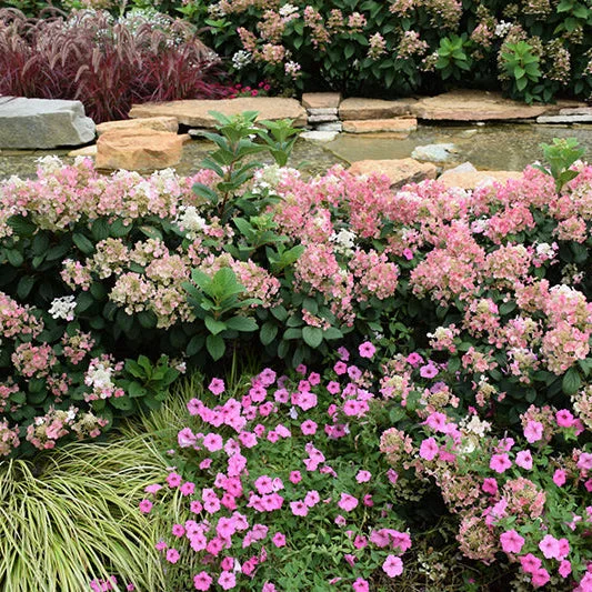 alsipnursery23463213