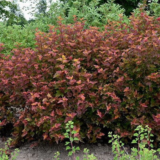 alsipnursery23463250