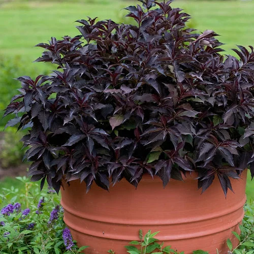 alsipnursery23463284