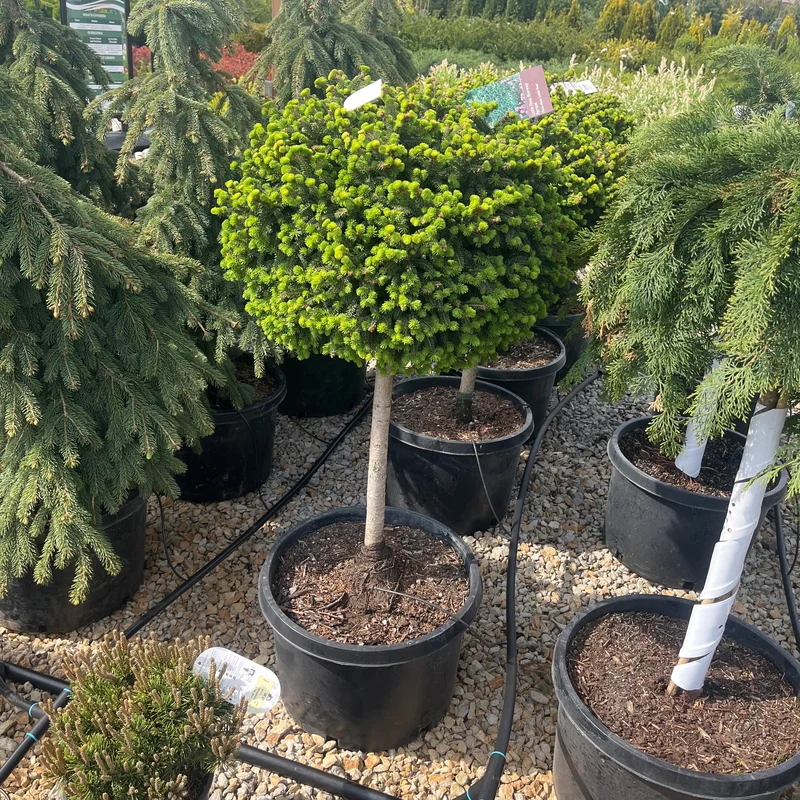 alsipnursery23463436