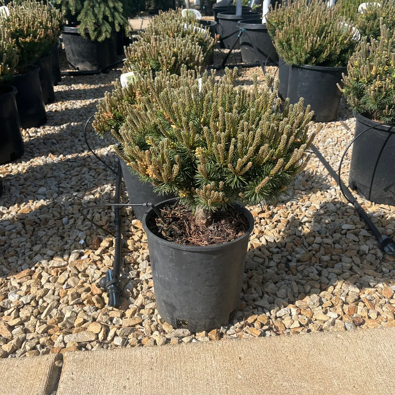 alsipnursery23463493