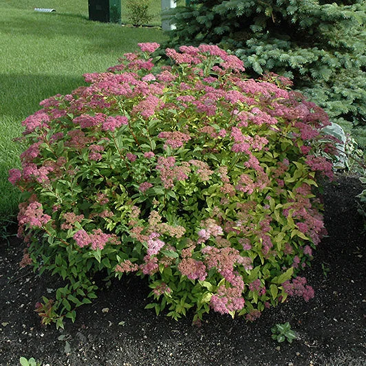 alsipnursery23463555