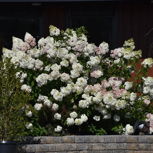 alsipnursery23463659