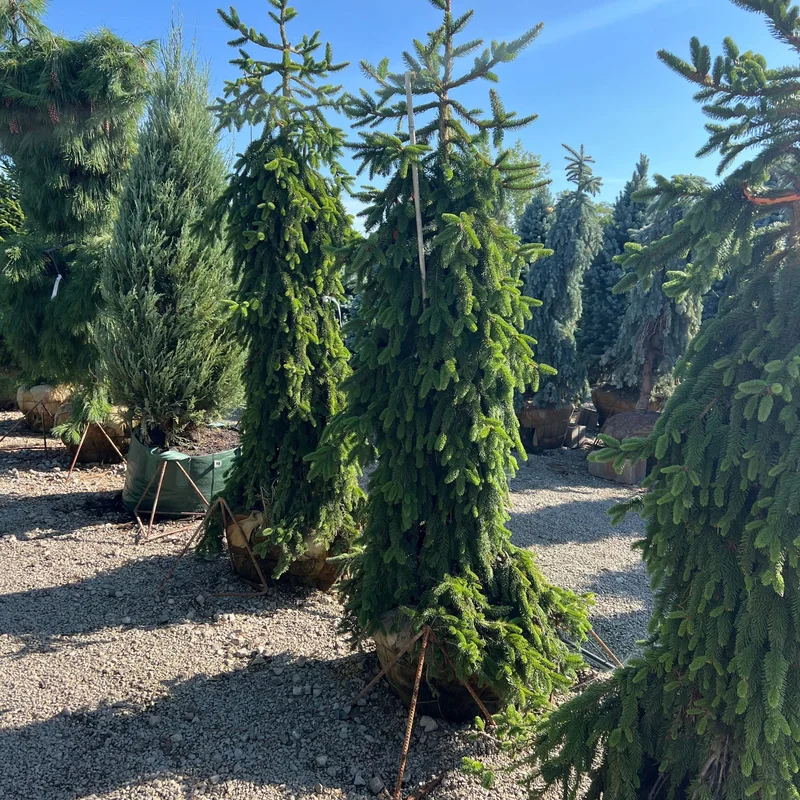 alsipnursery23463974