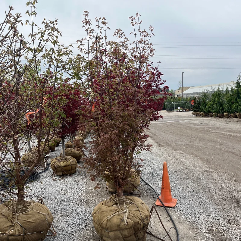 alsipnursery23464640