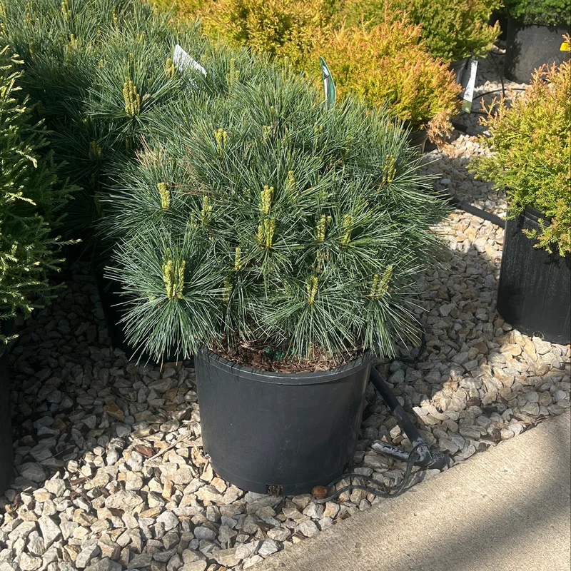 alsipnursery23464744