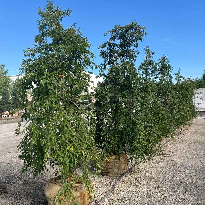 alsipnursery23464823