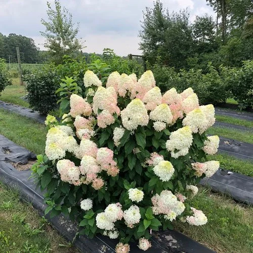 alsipnursery23465429