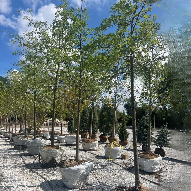 alsipnursery23465709