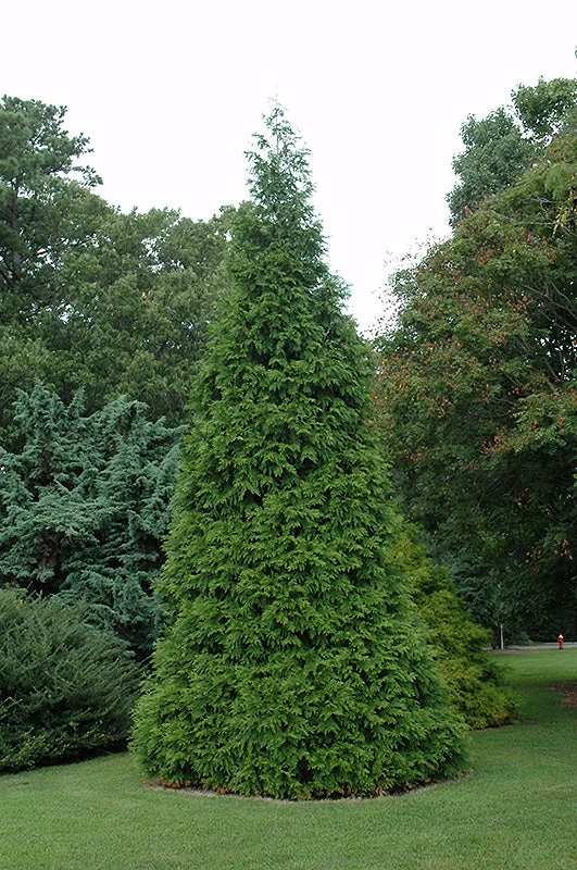 alsipnursery23465999