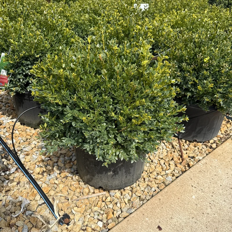 alsipnursery23466365