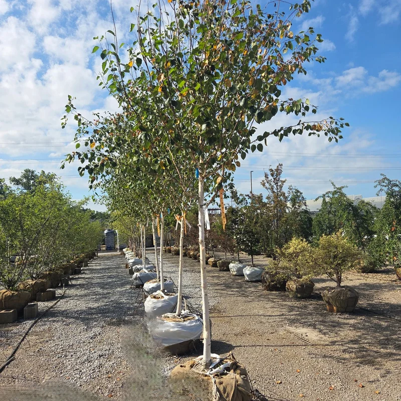 alsipnursery23466408