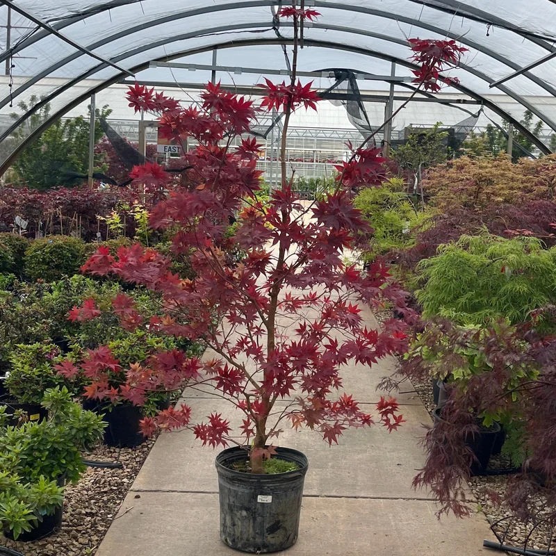 alsipnursery23466684