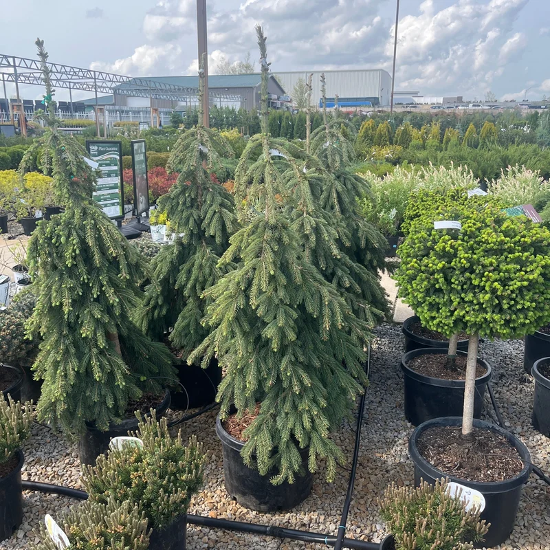 alsipnursery23466861