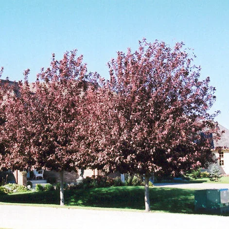 alsipnursery23466942