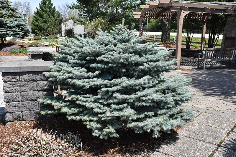 alsipnursery23467160