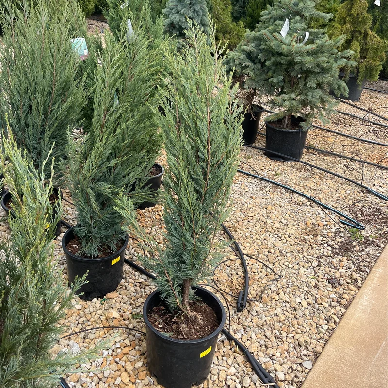 alsipnursery23467323