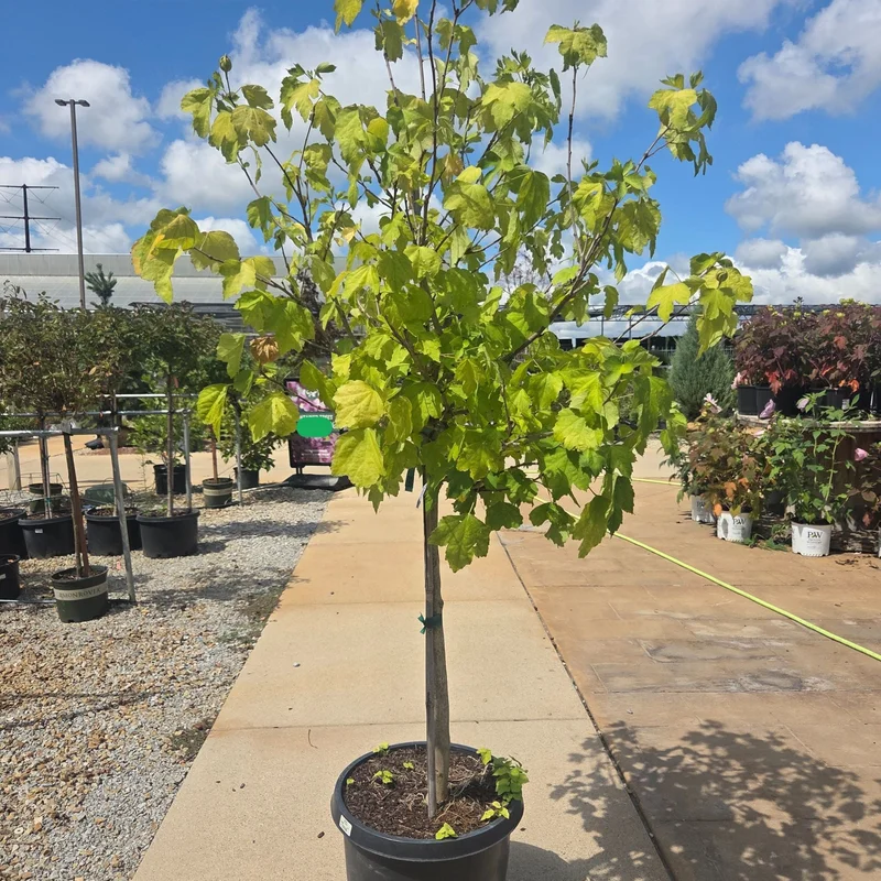alsipnursery23467663