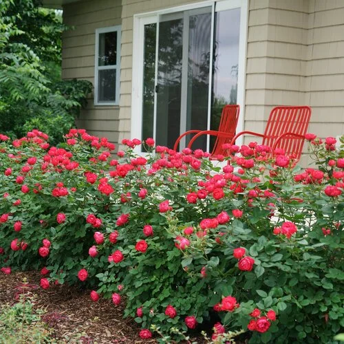 alsipnursery23467731